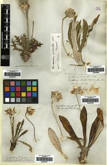 Type specimen at Edinburgh (E). Gillies, John: 32. Barcode: E00249800.