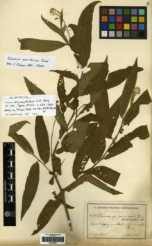 Type specimen at Edinburgh (E). Sintenis, Paul: 2374. Barcode: E00249861.