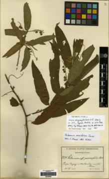 Type specimen at Edinburgh (E). Sintenis, Paul: 2374. Barcode: E00249862.