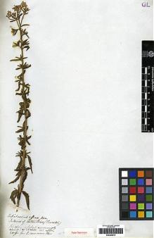 Type specimen at Edinburgh (E). Tweedie, John: . Barcode: E00249910.