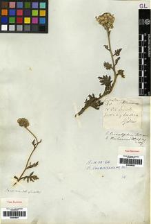 Type specimen at Edinburgh (E). Gillies, John: . Barcode: E00249922.