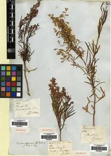Type specimen at Edinburgh (E). Gillies, John: 184. Barcode: E00249957.