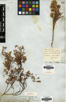 Type specimen at Edinburgh (E). Gillies, John: 182. Barcode: E00249964.