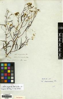 Type specimen at Edinburgh (E). Cuming, Hugh: 1334. Barcode: E00249982.
