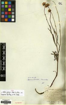 Type specimen at Edinburgh (E). Gillies, John: 124. Barcode: E00249985.
