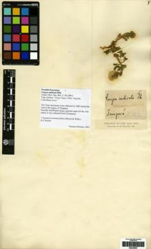 Type specimen at Edinburgh (E). Ball, John: . Barcode: E00249987.