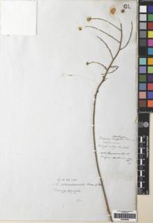 Type specimen at Edinburgh (E). Cuming, Hugh: 406. Barcode: E00249996.