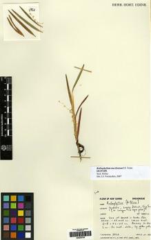 Type specimen at Edinburgh (E). Reeve, Tom: 2862. Barcode: E00250738.