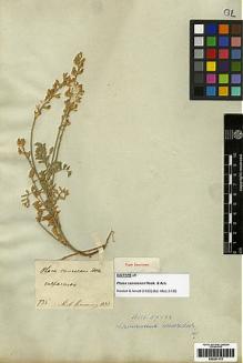 Type specimen at Edinburgh (E). Cuming, Hugh: 735. Barcode: E00251172.
