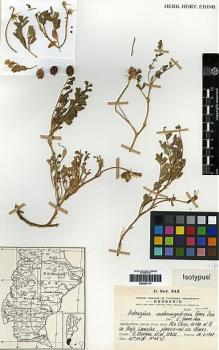 Type specimen at Edinburgh (E). Boelcke, Osvaldo: 12822. Barcode: E00251174.