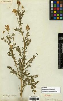 Type specimen at Edinburgh (E). Cuming, Hugh: 389. Barcode: E00251200.