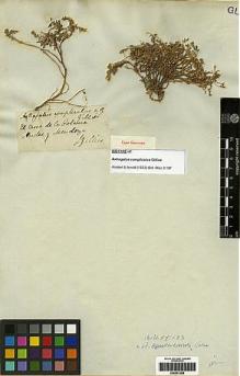Type specimen at Edinburgh (E). Gillies, John: . Barcode: E00251206.