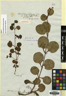 Type specimen at Edinburgh (E). Bridges, Thomas: 781. Barcode: E00251294.