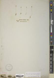 Type specimen at Edinburgh (E). Bertero, Carlo: . Barcode: E00251452.