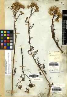 Type specimen at Edinburgh (E). Beechey's Voyage [Collectors: Lay & Collie]: . Barcode: E00251495.
