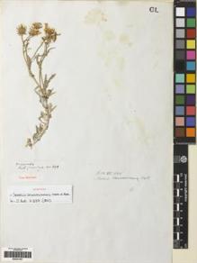 Type specimen at Edinburgh (E). Cuming, Hugh: 898. Barcode: E00251501.