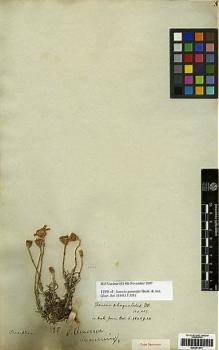 Type specimen at Edinburgh (E). Cuming, Hugh: 825. Barcode: E00251511.