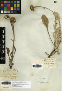 Type specimen at Edinburgh (E). Gillies, John: . Barcode: E00251556.