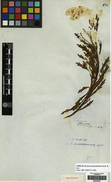 Type specimen at Edinburgh (E). Cuming, Hugh: 614. Barcode: E00251607.