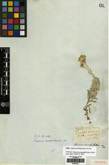 Type specimen at Edinburgh (E). Gillies, John: 46. Barcode: E00251631.