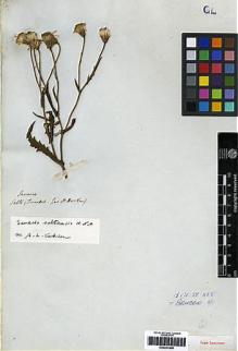 Type specimen at Edinburgh (E). Tweedie, John: . Barcode: E00251649.