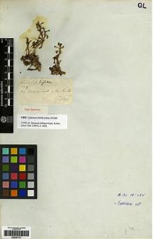 Type specimen at Edinburgh (E). Gillies, John: 139. Barcode: E00251731.