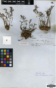 Type specimen at Edinburgh (E). Tweedie, John: . Barcode: E00251746.