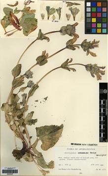 Type specimen at Edinburgh (E). Hedge, Ian; Wendelbo, Per: W 4672. Barcode: E00253035.