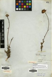 Type specimen at Edinburgh (E). Macrae, James: . Barcode: E00253074.