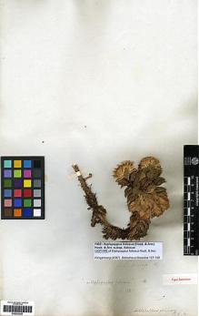 Type specimen at Edinburgh (E). Cuming, Hugh: 66. Barcode: E00253087.