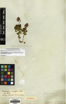 Type specimen at Edinburgh (E). Cuming, Hugh: 233. Barcode: E00253104.