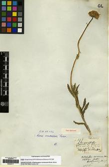 Type specimen at Edinburgh (E). Cuming, Hugh: 177. Barcode: E00253117.