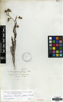 Type specimen at Edinburgh (E). Gillies, John: 124. Barcode: E00253123.