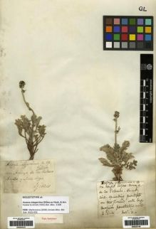 Type specimen at Edinburgh (E). Gillies, John: . Barcode: E00253147.