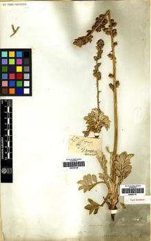 Type specimen at Edinburgh (E). Cuming, Hugh: 299. Barcode: E00253151.