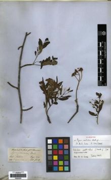 Type specimen at Edinburgh (E). Hooker, Joseph: . Barcode: E00253352.