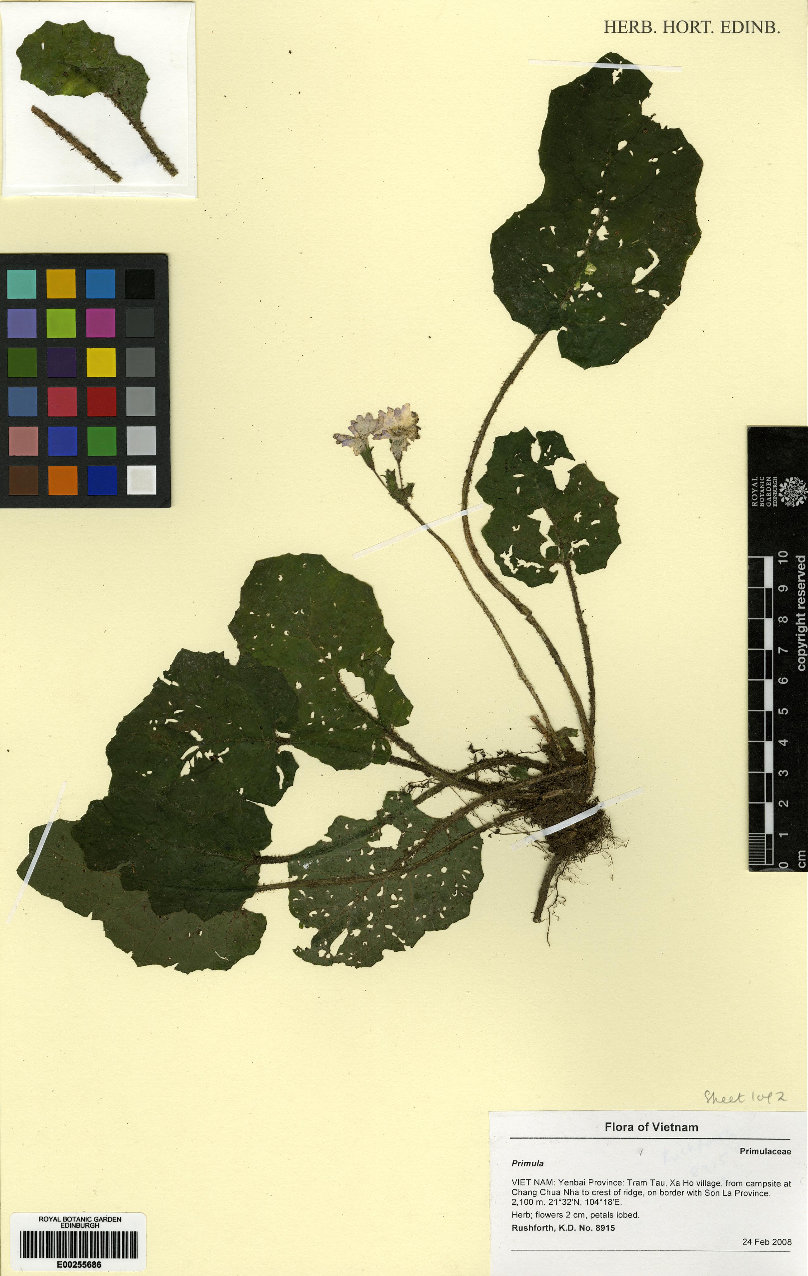 Primula sinolisteri — ảnh 2