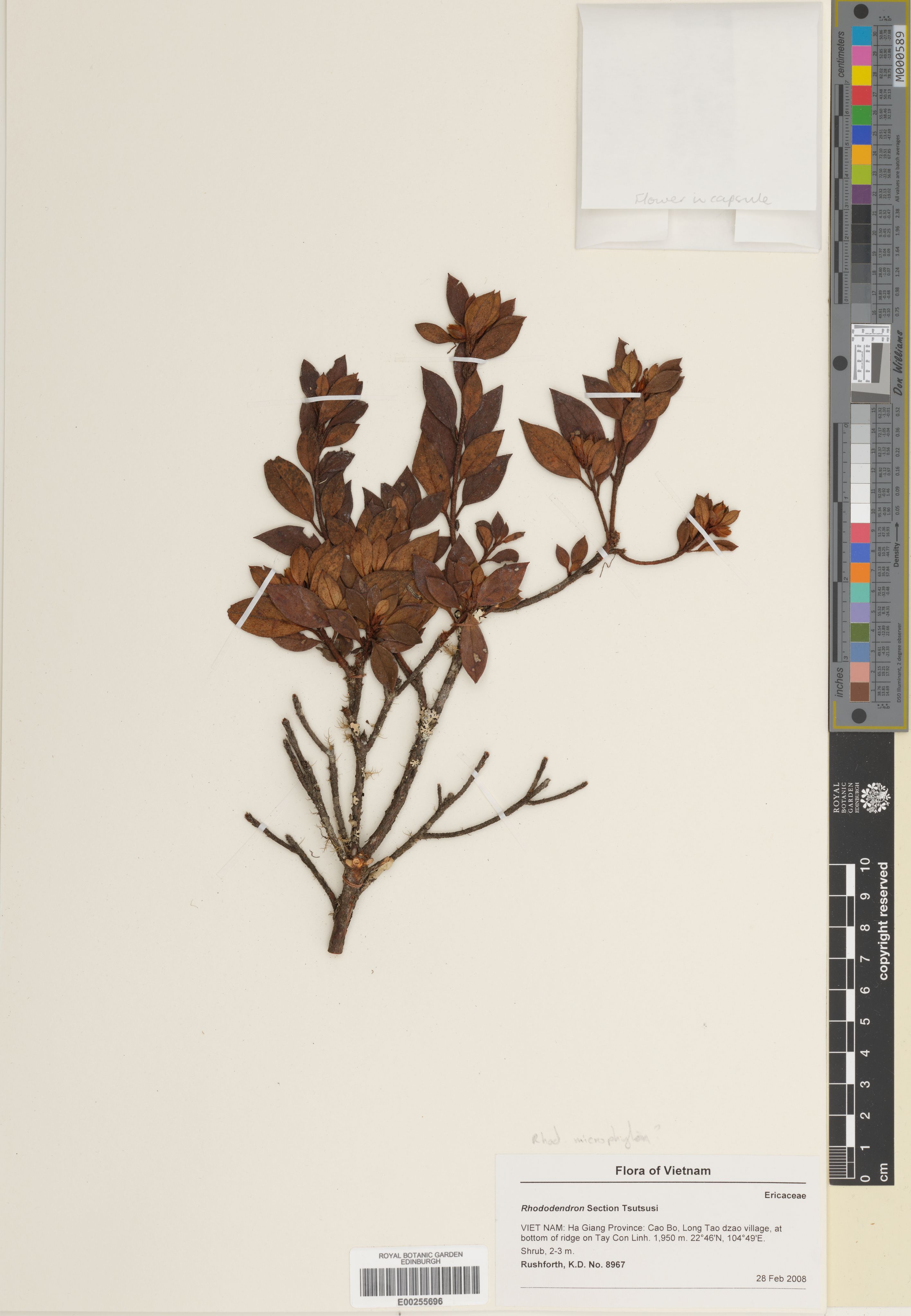 Rhododendron microphyton — ảnh 2