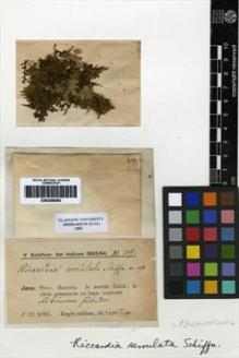 Type specimen at Edinburgh (E). Schiffner, Victor: 209. Barcode: E00256095.