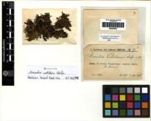 Type specimen at Edinburgh (E). Schiffner, Victor: 97. Barcode: E00256097.