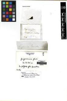 Type specimen at Edinburgh (E). Swartz, Olof: . Barcode: E00256117.