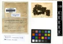 Type specimen at Edinburgh (E). Schiffner, Victor: 118. Barcode: E00256119.
