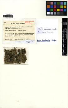 Type specimen at Edinburgh (E). Schiffner, Victor: 2395. Barcode: E00256121.