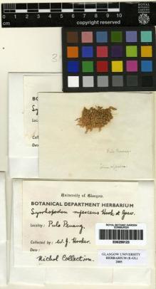 Type specimen at Edinburgh (E). Hooker, William: . Barcode: E00256123.