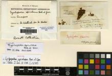 Type specimen at Edinburgh (E). Wallich, Nathaniel: . Barcode: E00256126.
