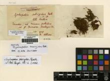 Type specimen at Edinburgh (E). Allioni, M.: . Barcode: E00256128.