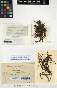 Type specimen at Edinburgh (E). Spruce, Richard: . Barcode: E00256389.