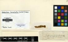 Type specimen at Edinburgh (E). Menzies, Archibald: . Barcode: E00256495.