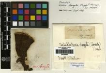 Type specimen at Edinburgh (E). Hornschuch, Christian: . Barcode: E00256663.