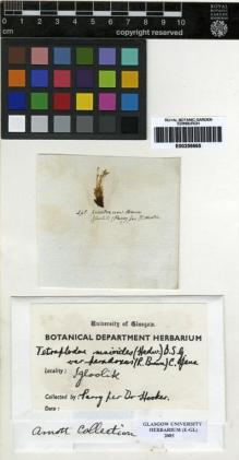 Type specimen at Edinburgh (E). : . Barcode: E00256665.